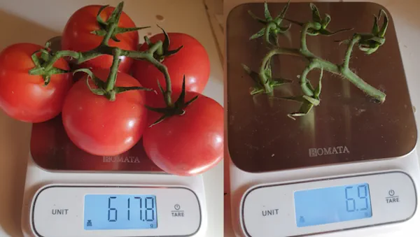 Strauchtomaten 20260908_100537.webp