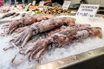 Tintenfisch