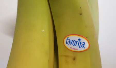bananas 20260609_131333.webp