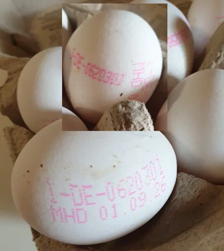 eggs 20260819_154052.webp