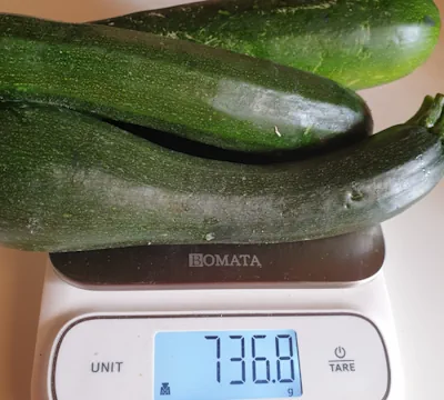 Zucchini 20260908_101145.webp