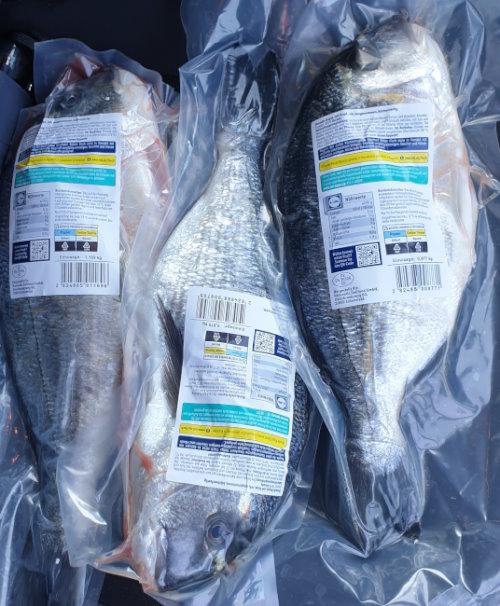 Dorade-Royal-Gilt-head-bream-Sparus-ExtraGros-Fischerstolz-b.jpg