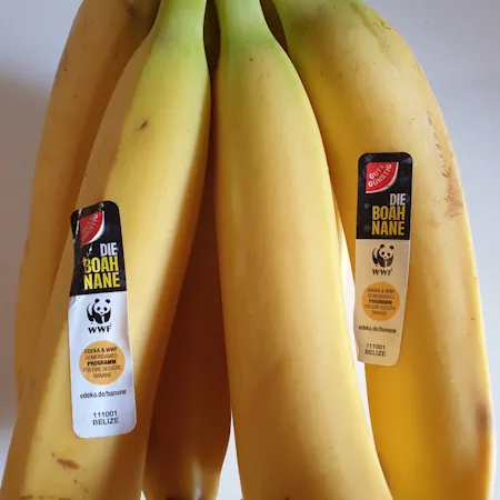 Bananen 20260706_112324.webp