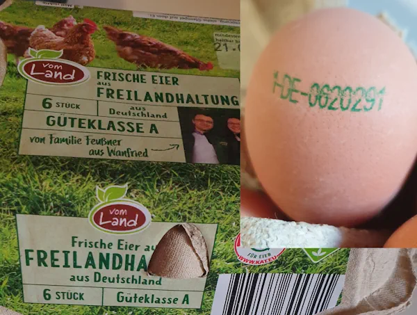 Eggs 20260908_175644.webp