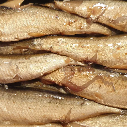 Sprotten