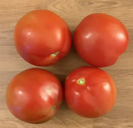 Tomaten IMG_0241.webp