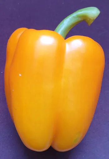 paprika gelb 20260630_164434.webp