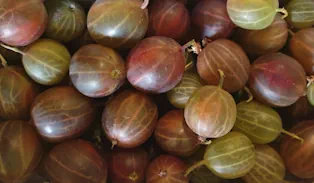 Stachelbeeren - Gooseberries - Groseille à maquereau - Φραγκοστάφυλο