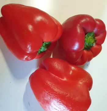 y Paprika rot 20260814_162736.webp