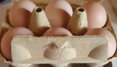 Eggs 20260822_133329.webp